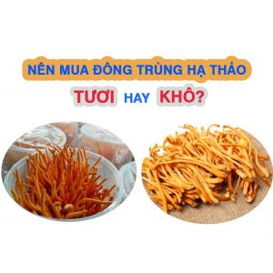 Nên sử dụng nấm đông trùng hạ thảo tươi hay khô?