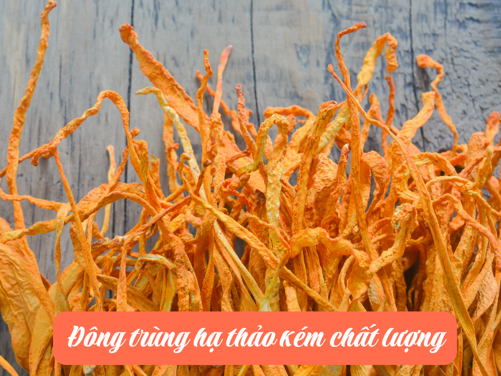 Tác hại khi sử dụng Đông Trùng Hạ Thảo giả