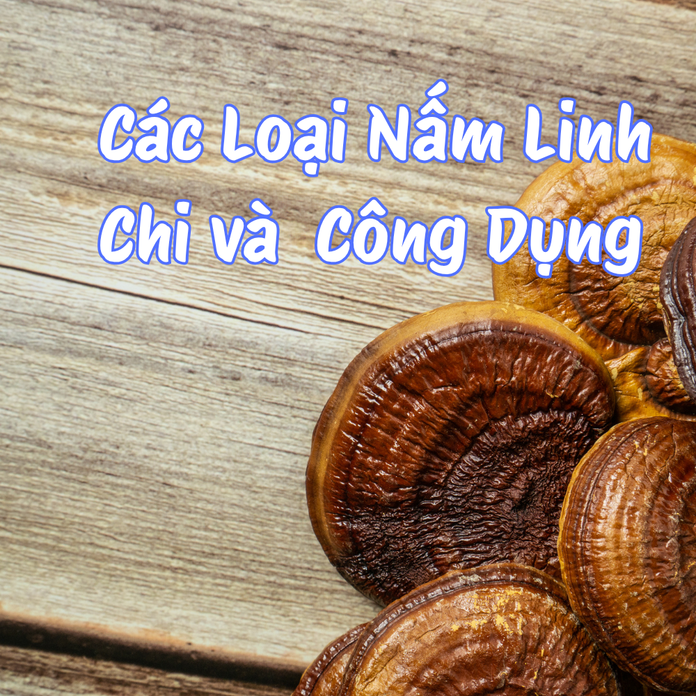 Các Loại Nấm Linh Chi Và Công Dụng