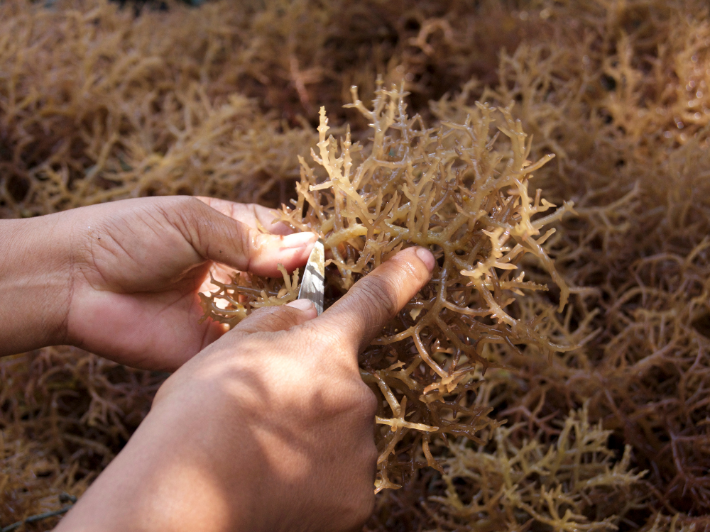 Rong sụn biển khô - tiện lợi, bảo quản lâu, vẫn giữ dưỡng chất