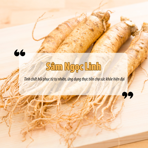 Sâm Ngọc Linh – Tinh chất hồi phục từ tự nhiên, ứng dụng thực tiễn cho sức khỏe hiện đại