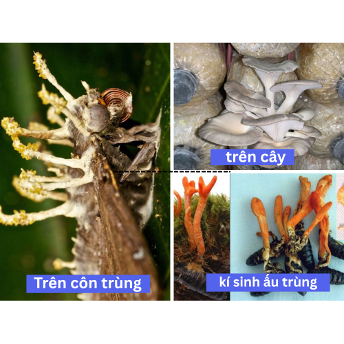 2. Nấm Ký Sinh là gì