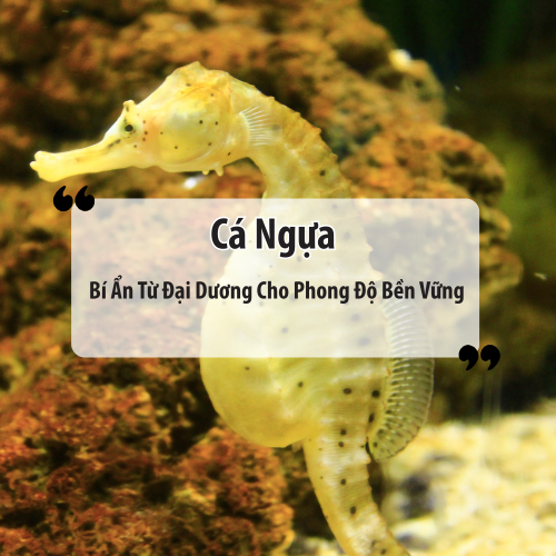 Cá Ngựa – Bí Ẩn Từ Đại Dương Cho Phong Độ Bền Vững