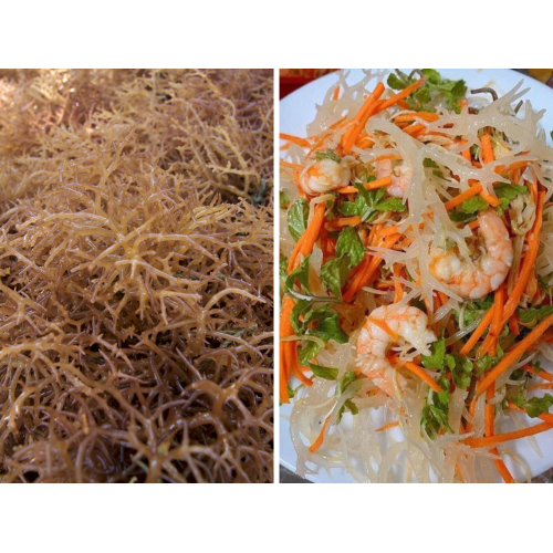 Nên chọn rong sụn biển tươi hay khô?