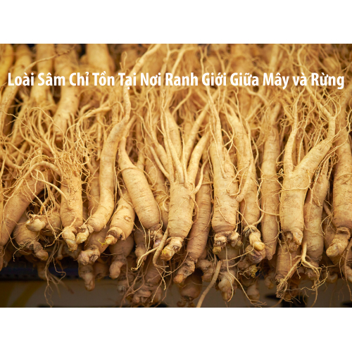I. Loài sâm chỉ tồn tại nơi ranh giới giữa mây và rừng