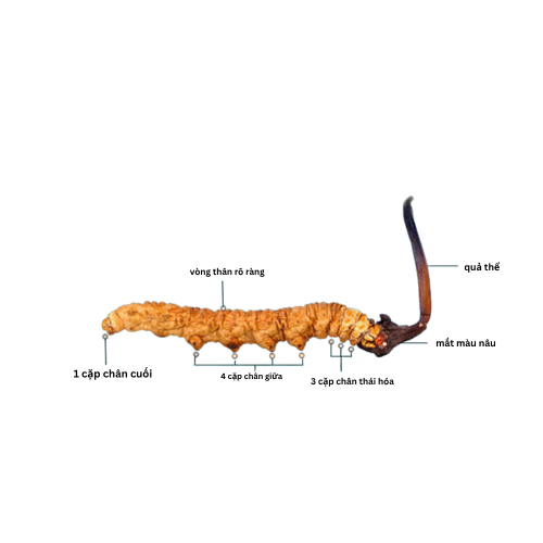 3.Nấm đông trùng hạ thảo