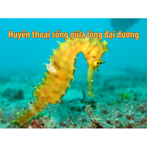 I. Cá ngựa – Huyền thoại sống giữa lòng đại dương