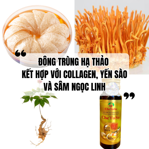 Đông Trùng Hạ Thảo Kết Hợp Với Collagen, Yến Sào Và Sâm Ngọc Linh