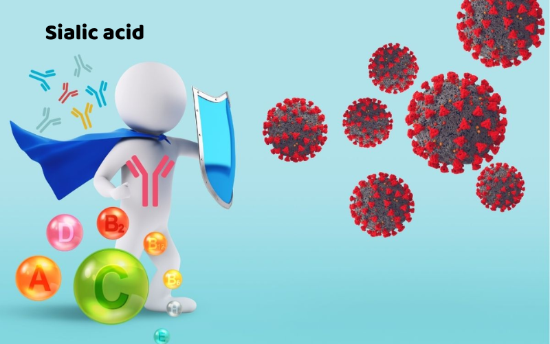 3. Chứa sialic acid – hoạt chất vàng cho hệ miễn dịch